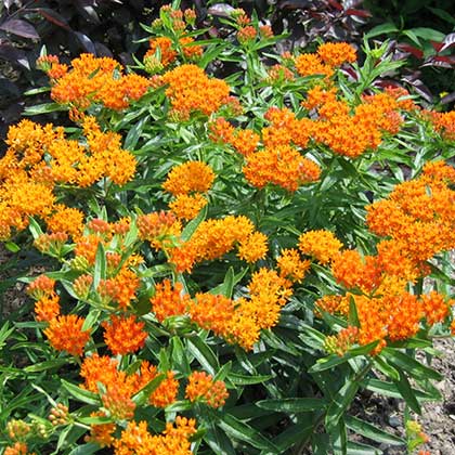 image de Asclepias tuberosa 