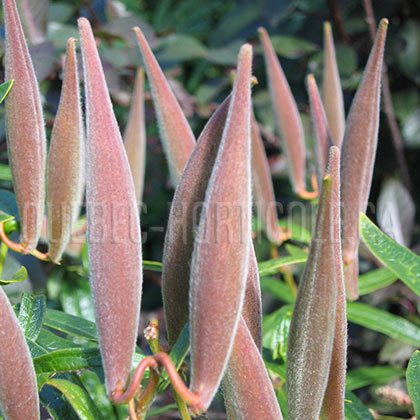 image de Asclepias tuberosa 