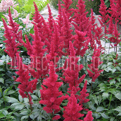 image de Astilbe x arendsii Fanal