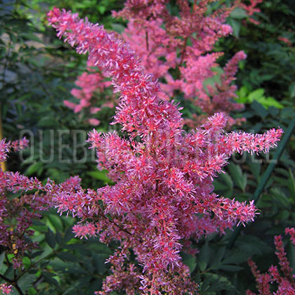 image de Astilbe x arendsii Gloria Purpurea