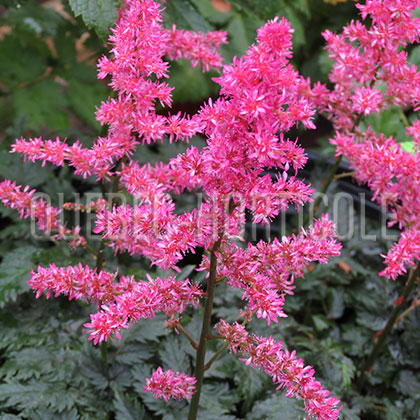 image de Astilbe simplicifolia Moulin Rouge