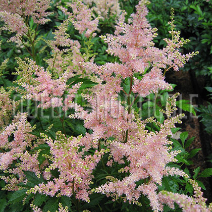 image de Astilbe rosea Peach Blossom