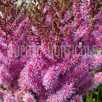 image de Astilbe chinensis taquetii Purple Candles (Purpurlanze)