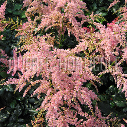 image de Astilbe simplicifolia Sugar Plum