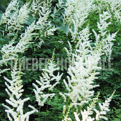 image de Astilbe x arendsii Bergkristall