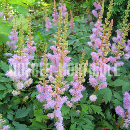 image de Astilbe chinensis pumila 