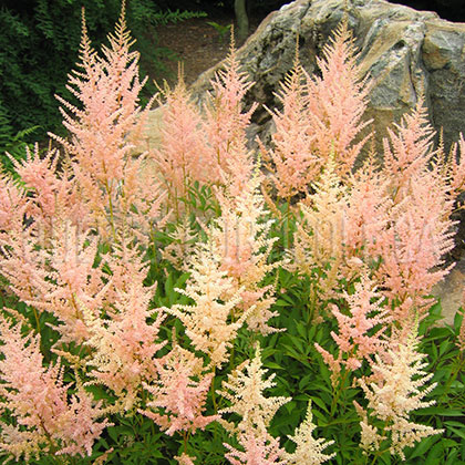 image de Astilbe sp. 