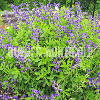 image de Baptisia australis 