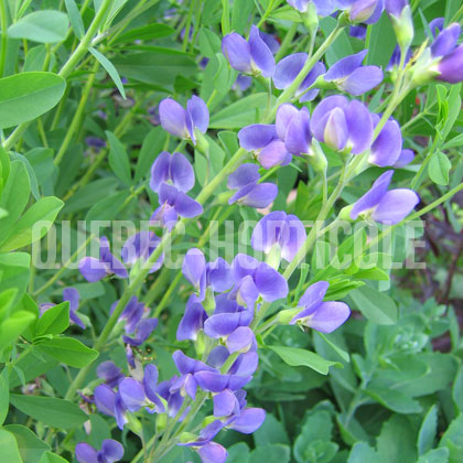 image de Baptisia australis 