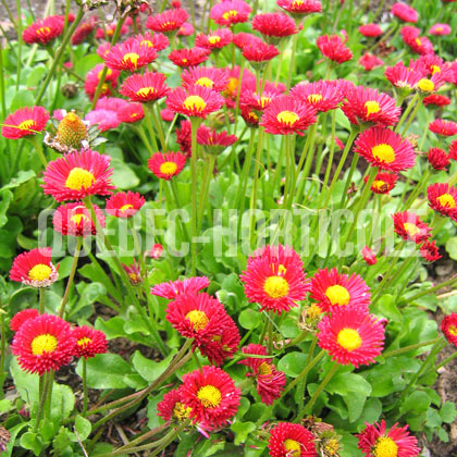 image de Bellis perennis Pomponette