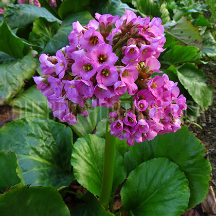 image de Bergenia cordifolia 