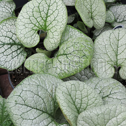 image de Brunnera macrophylla Sea Heart