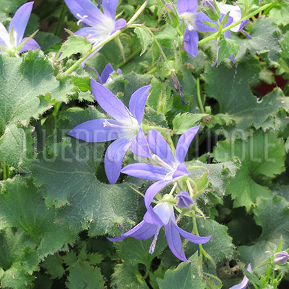 image de Campanula poscharskyana Blue Gown