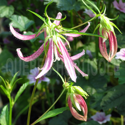 image de Campanula Pink Octopus