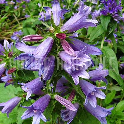 image de Campanula Viking