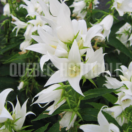 image de Campanula latifolia alba 