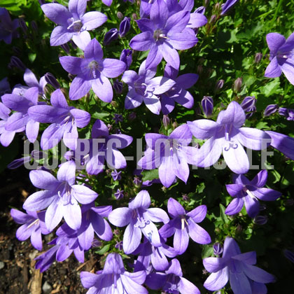 image de Campanula portenschlagiana (C. muralis) 