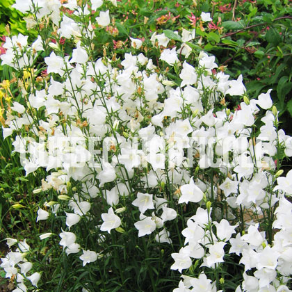 image de Campanula persicifolia alba 