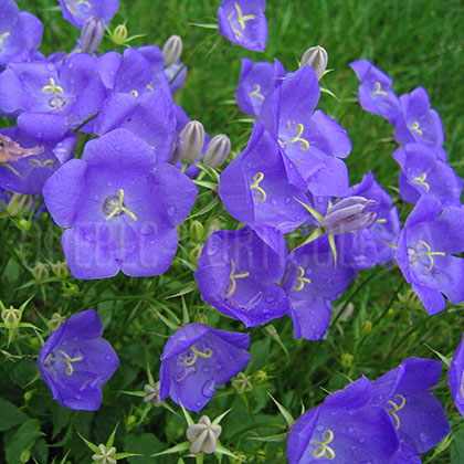 image de Campanula carpatica Blue Clips