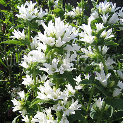 image de Campanula glomerata alba 