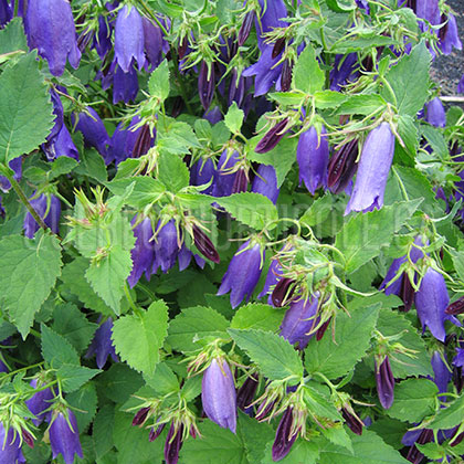 image de Campanula Sarastro