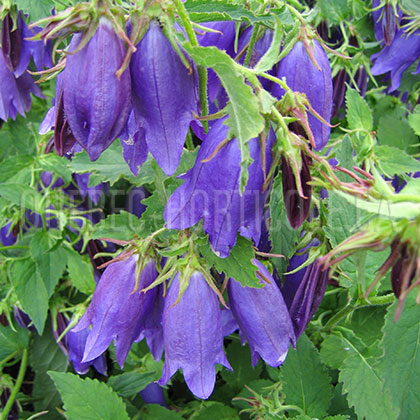 image de Campanula Sarastro