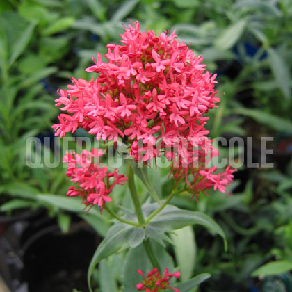 image de Centranthus ruber coccineus 