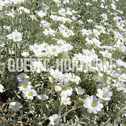 image de Cerastium tomentosum 