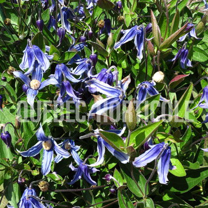 image de Clematis integrifolia 