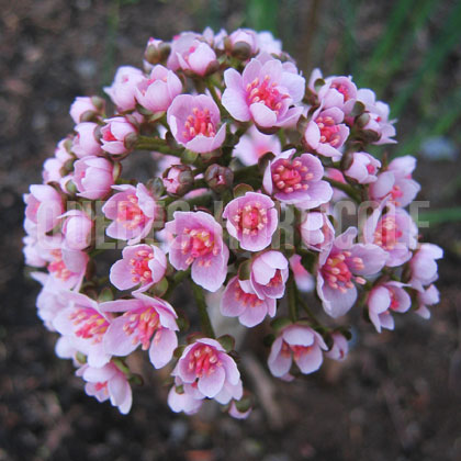 image de Darmera peltata 