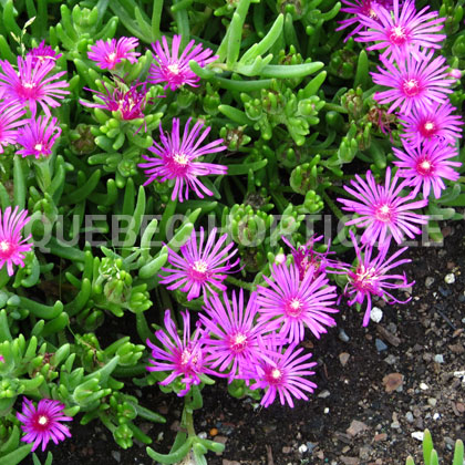 image de Delosperma cooperi 