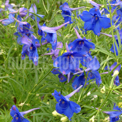 image de Delphinium grandiflorum Blue Butterfly