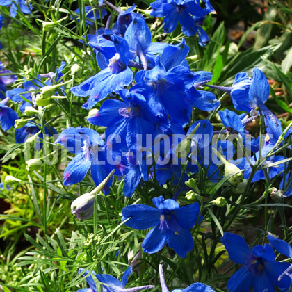 image de Delphinium grandiflorum Summer Nights