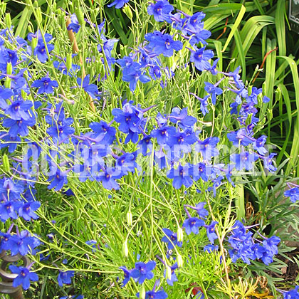 image de Delphinium grandiflorum Blue Elf