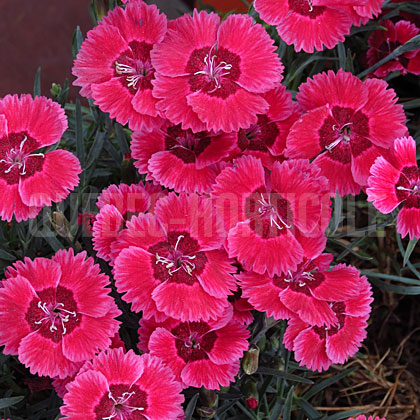 image de Dianthus  Eastern Star