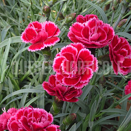 image de Dianthus Everlast Burgundy Blush