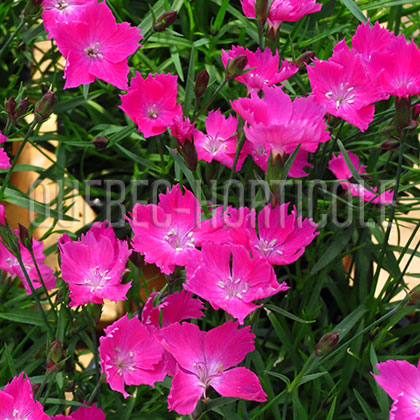 image de Dianthus Kahori