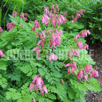 image de Dicentra x Luxuriant