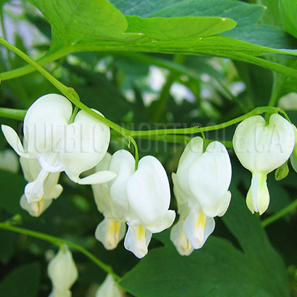 image de Lamprocapnos spectabilis Alba