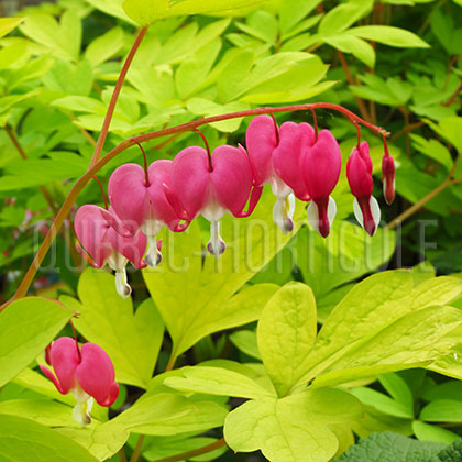 image de Lamprocapnos spectabilis Gold Heart