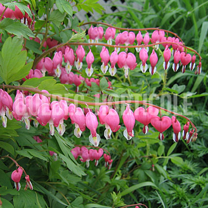 image de Lamprocapnos spectabilis 