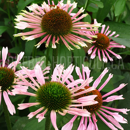 image de Echinacea x All That Jazz