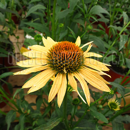 image de Echinacea x Amber Mist