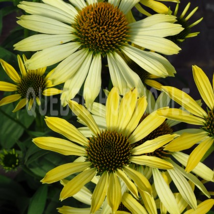 image de Echinacea Cleopatra