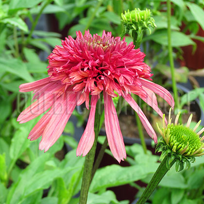 image de Echinacea x Cranberry Cupcake