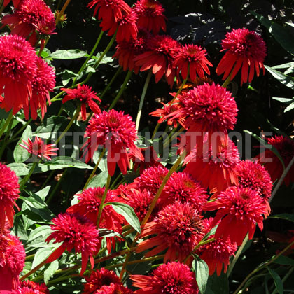 image de Echinacea Double Scoop™ Orangeberry