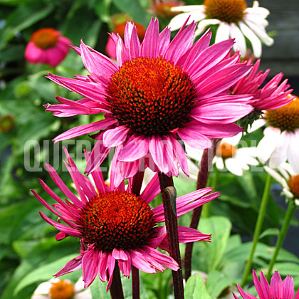 image de Echinacea Fatal Attraction