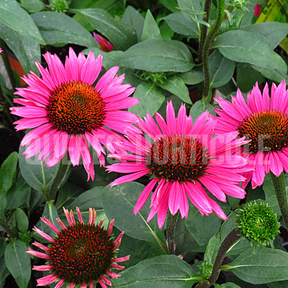 image de Echinacea Fatal Attraction