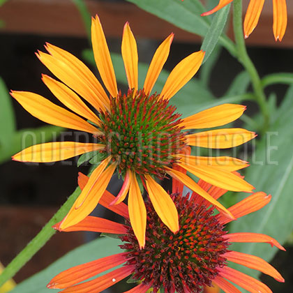 image de Echinacea x Flame Thrower