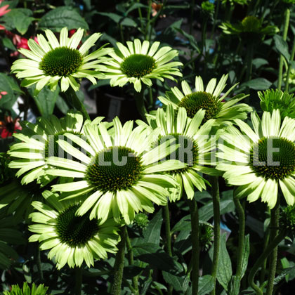 image de Echinacea Green Jewel